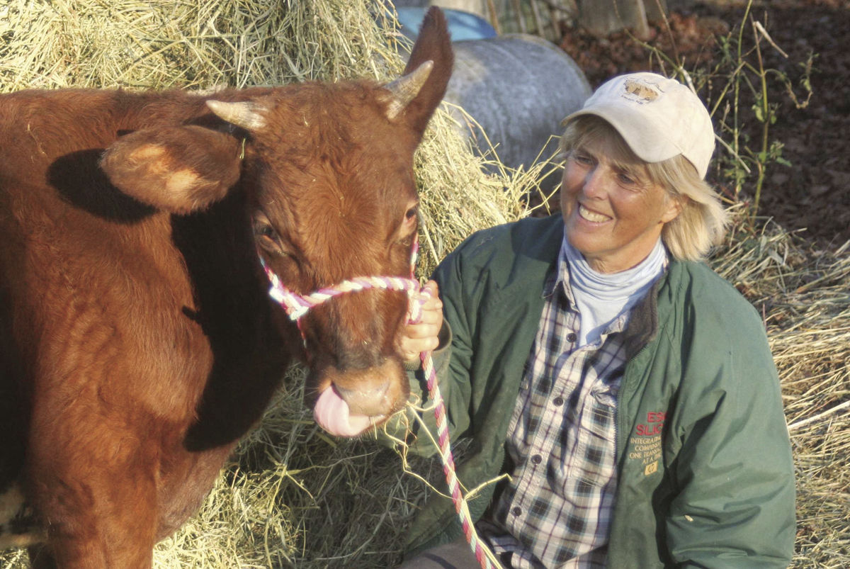 What kind of cow is that?